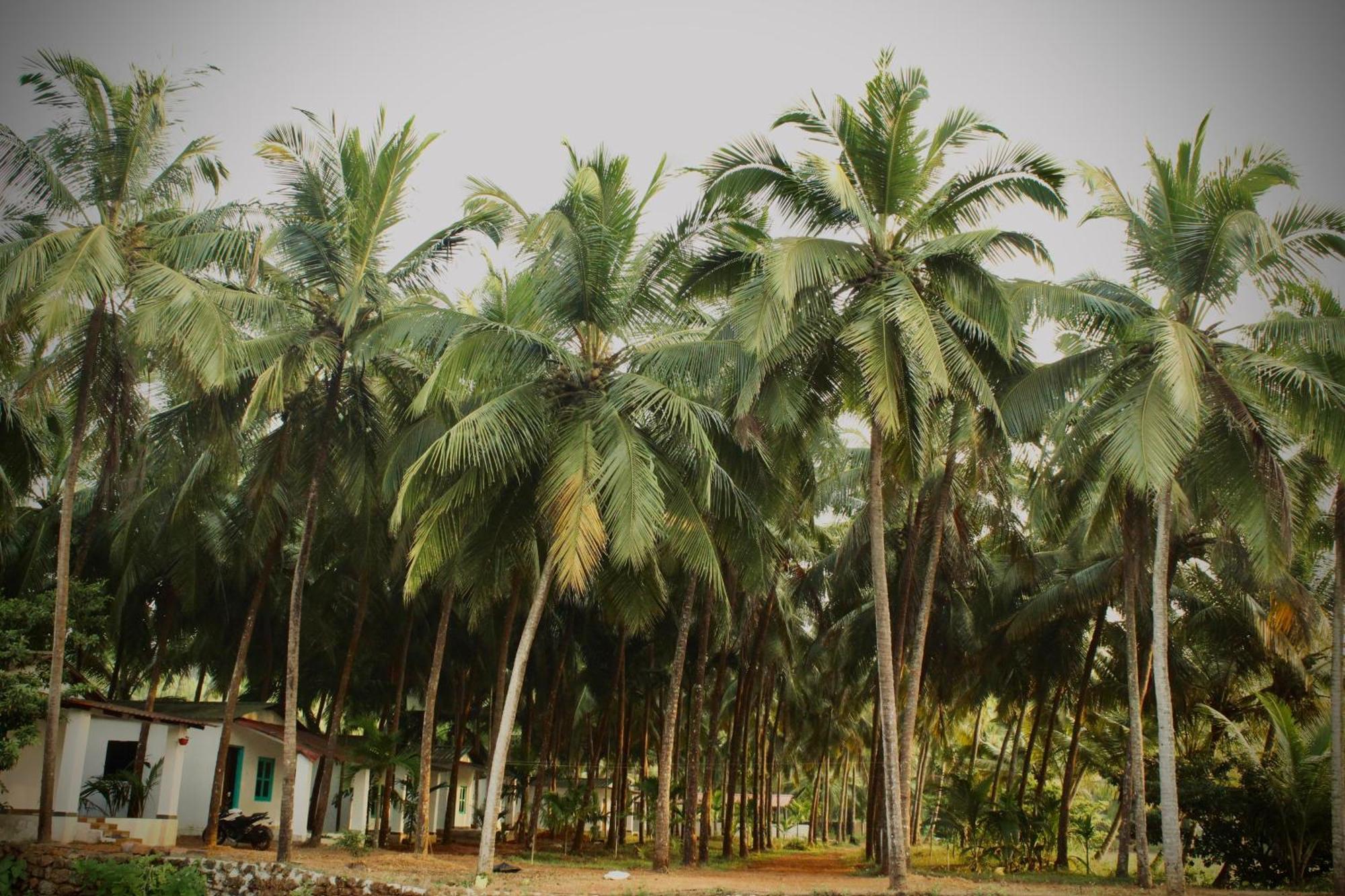 India Yoga Village Canacona Exterior foto